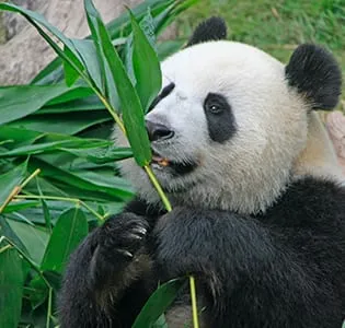 Sichuan attractions - Land of Abundance