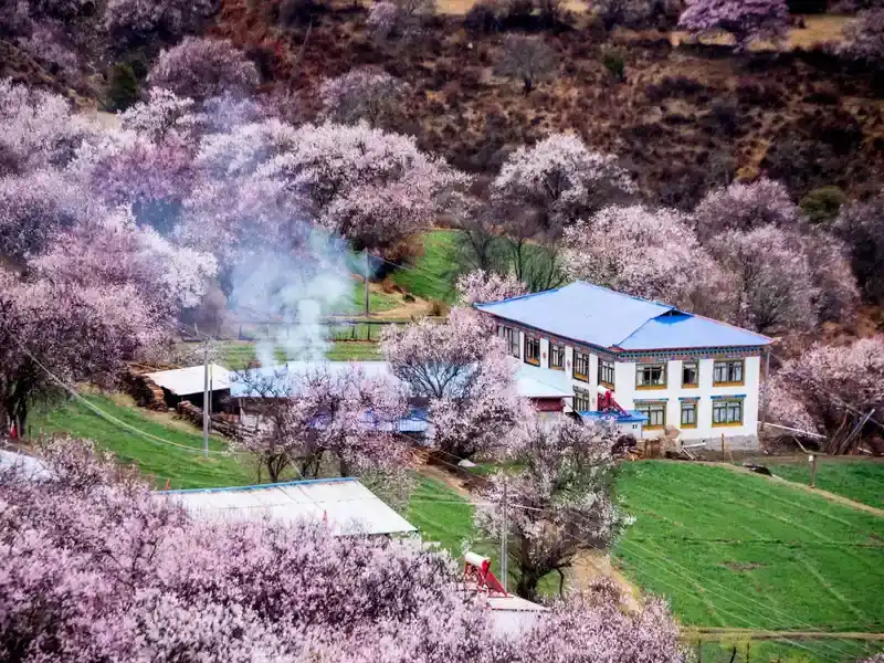 Nyingchi Peach Blossom Festival + Namcha Barwa Complete Guide: Tibet's Most Spectacular Spring - travel guide cover